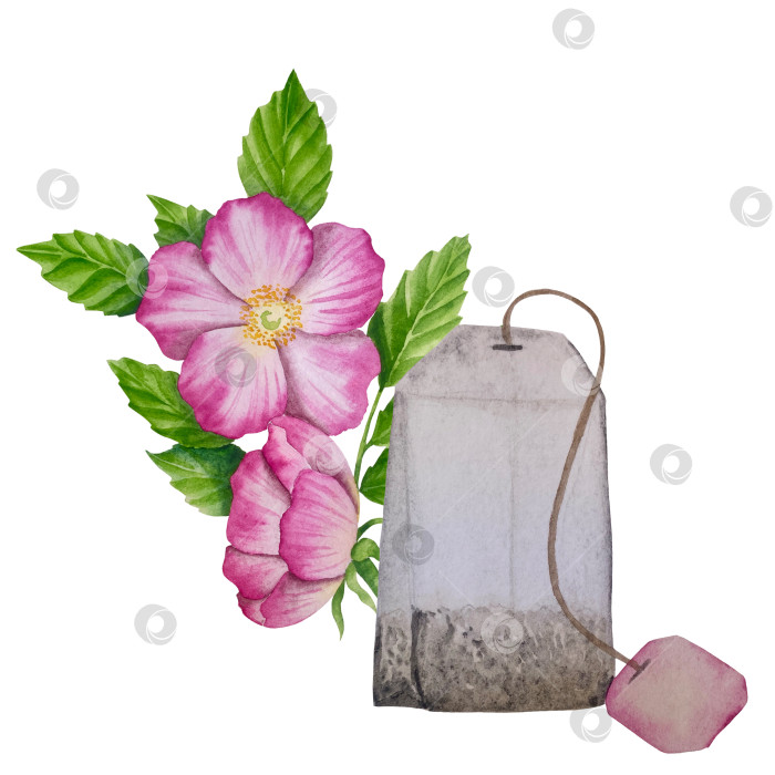 Скачать Свежие листья зеленого чая, чашка чая и чайник для заваривания, набор для чаепития с цветами и ягодами шиповника. Иллюстрация к Международному дню чая. Отдельные элементы, нарисованные акварелью от руки. фотосток Ozero