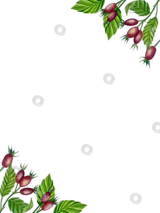 Скачать Свежие листья зеленого чая, чашка чая и чайник для заваривания, набор для чаепития с цветами и ягодами шиповника. Иллюстрация к Международному дню чая. Отдельные элементы, нарисованные акварелью от руки. фотосток Ozero