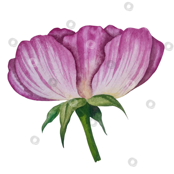 Скачать Свежие листья зеленого чая, чашка чая и чайник для заваривания, набор для чаепития с цветами и ягодами шиповника. Иллюстрация к Международному дню чая. Отдельные элементы, нарисованные акварелью от руки. фотосток Ozero