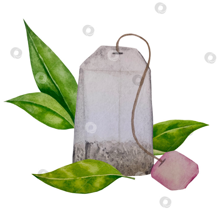 Скачать Свежие листья зеленого чая, чашка чая и чайник для заваривания, набор для чаепития с цветами и ягодами шиповника. Иллюстрация к Международному дню чая. Отдельные элементы, нарисованные акварелью от руки. фотосток Ozero