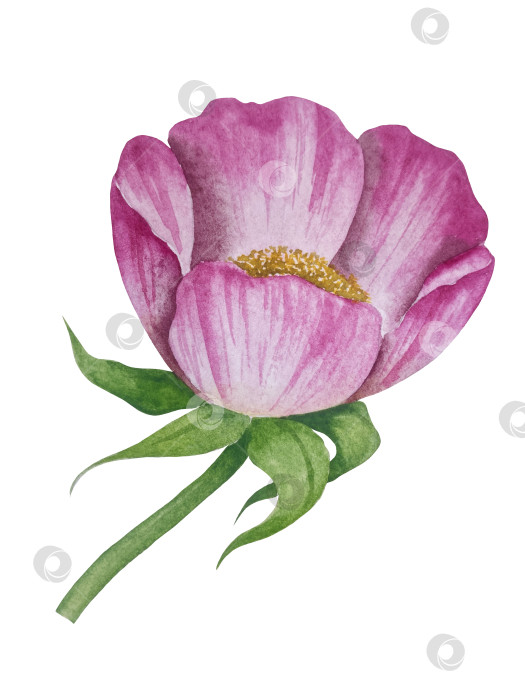 Скачать Свежие листья зеленого чая, чашка чая и чайник для заваривания, набор для чаепития с цветами и ягодами шиповника. Иллюстрация к Международному дню чая. Отдельные элементы, нарисованные акварелью от руки. фотосток Ozero