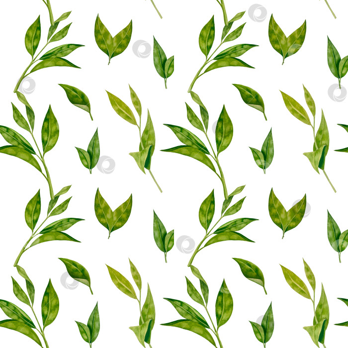 Скачать Свежие листья зеленого чая, чашка чая и чайник для заваривания, набор для чаепития с цветами и ягодами шиповника. Иллюстрация к Международному дню чая. Отдельные элементы, нарисованные акварелью от руки. фотосток Ozero