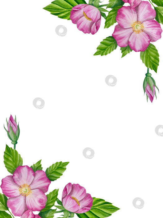 Скачать Свежие листья зеленого чая, чашка чая и чайник для заваривания, набор для чаепития с цветами и ягодами шиповника. Иллюстрация к Международному дню чая. Отдельные элементы, нарисованные акварелью от руки. фотосток Ozero