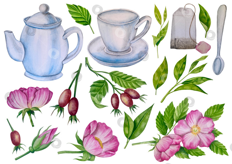 Скачать Свежие листья зеленого чая, чашка чая и чайник для заваривания, набор для чаепития с цветами и ягодами шиповника. Иллюстрация к Международному дню чая. Отдельные элементы, нарисованные акварелью от руки. фотосток Ozero