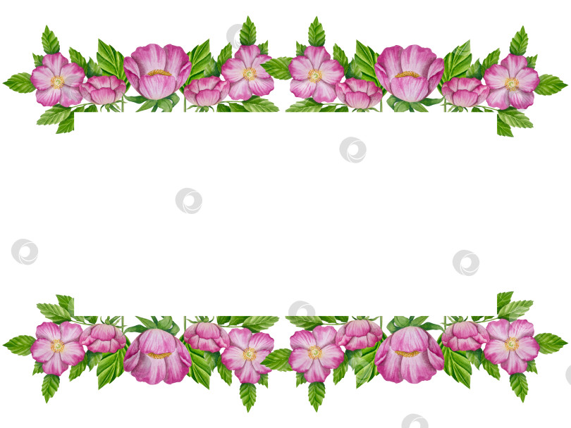 Скачать Свежие листья зеленого чая, чашка чая и чайник для заваривания, набор для чаепития с цветами и ягодами шиповника. Иллюстрация к Международному дню чая. Отдельные элементы, нарисованные акварелью от руки. фотосток Ozero