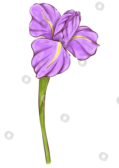 Скачать Набор иллюстраций цветов ириса фотосток Ozero