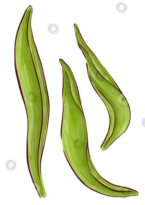 Скачать Набор иллюстраций цветов ириса фотосток Ozero