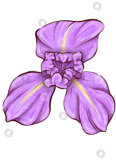 Скачать Набор иллюстраций цветов ириса фотосток Ozero