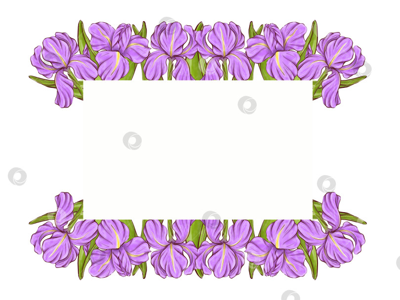 Скачать Набор иллюстраций цветов ириса фотосток Ozero