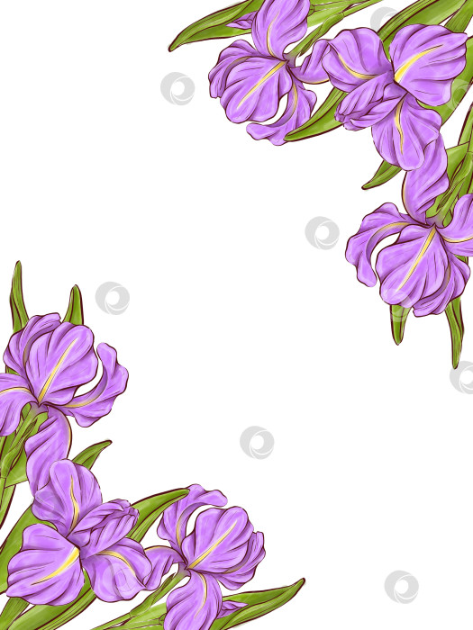 Скачать Набор иллюстраций цветов ириса фотосток Ozero