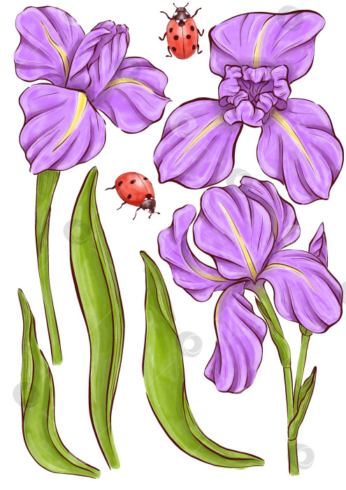 Скачать Набор иллюстраций цветов ириса фотосток Ozero