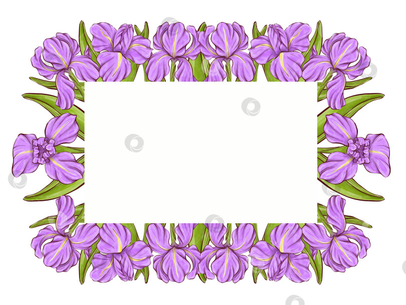 Скачать Набор иллюстраций цветов ириса фотосток Ozero