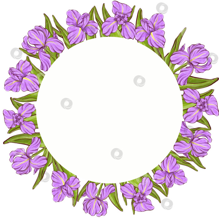 Скачать Набор иллюстраций цветов ириса фотосток Ozero