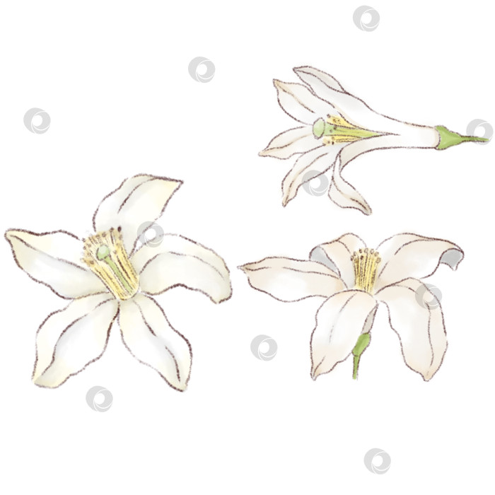 Скачать Лимонад и ингредиенты. Набор иллюстраций, нарисованных от руки на белом фоне. фотосток Ozero