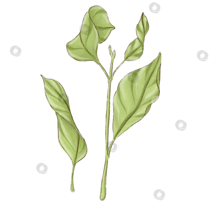 Скачать Лимонад и ингредиенты. Набор иллюстраций, нарисованных от руки на белом фоне. фотосток Ozero