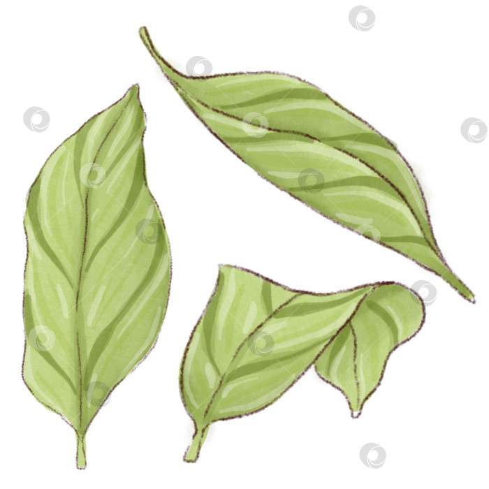 Скачать Лимонад и ингредиенты. Набор иллюстраций, нарисованных от руки на белом фоне. фотосток Ozero