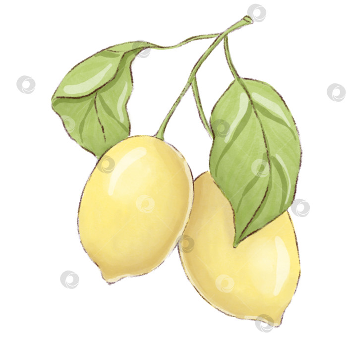 Скачать Лимонад и ингредиенты. Набор иллюстраций, нарисованных от руки на белом фоне. фотосток Ozero