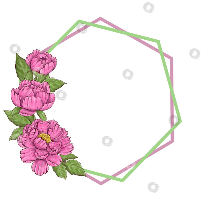 Скачать Пионы, цветы на белом фоне, цветочный элемент для дизайна, ботаническая векторная иллюстрация. Летний букет цветов фотосток Ozero