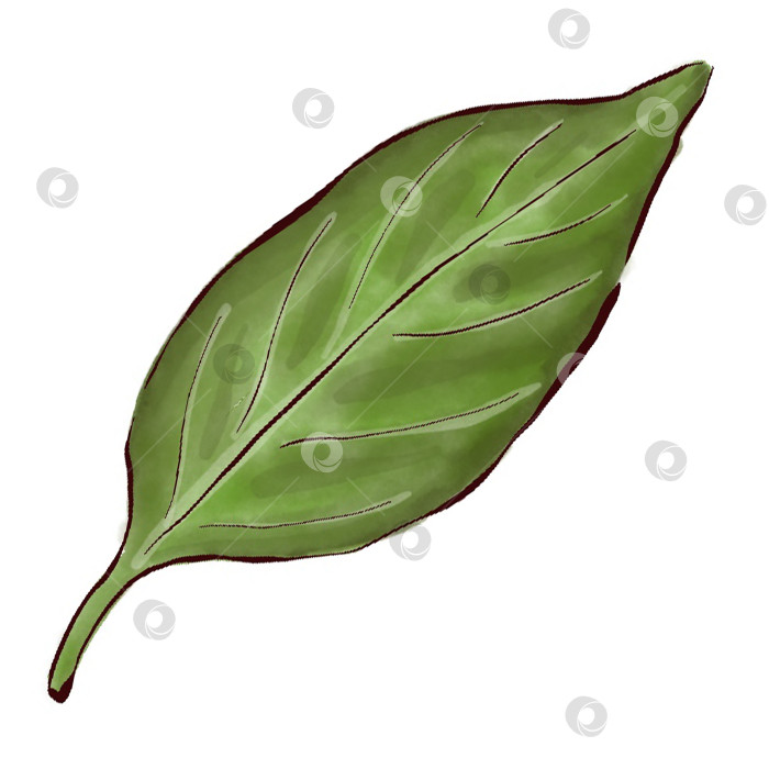 Скачать Пионы, цветы на белом фоне, цветочный элемент для дизайна, ботаническая векторная иллюстрация. Летний букет цветов фотосток Ozero