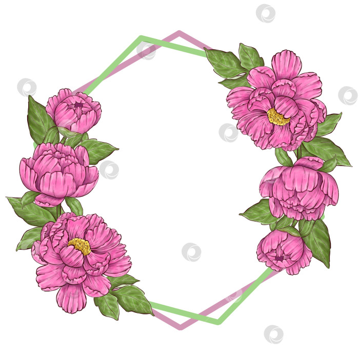 Скачать Пионы, цветы на белом фоне, цветочный элемент для дизайна, ботаническая векторная иллюстрация. Летний букет цветов фотосток Ozero