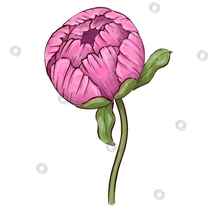 Скачать Пионы, цветы на белом фоне, цветочный элемент для дизайна, ботаническая векторная иллюстрация. Летний букет цветов фотосток Ozero