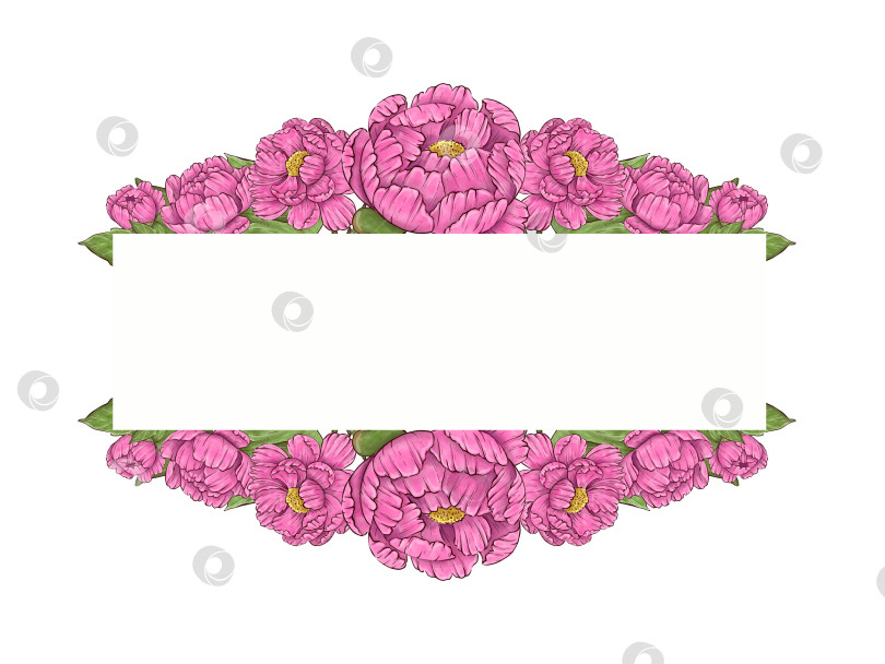 Скачать Пионы, цветы на белом фоне, цветочный элемент для дизайна, ботаническая векторная иллюстрация. Летний букет цветов фотосток Ozero