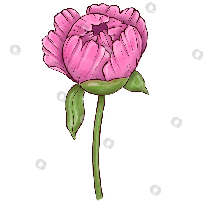 Скачать Пионы, цветы на белом фоне, цветочный элемент для дизайна, ботаническая векторная иллюстрация. Летний букет цветов фотосток Ozero