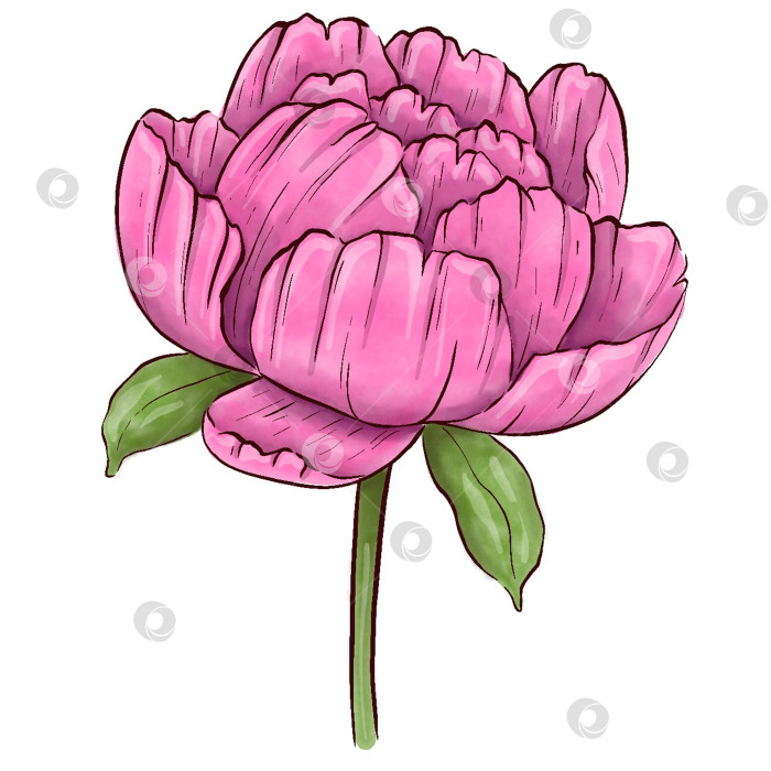 Скачать Пионы, цветы на белом фоне, цветочный элемент для дизайна, ботаническая векторная иллюстрация. Летний букет цветов фотосток Ozero