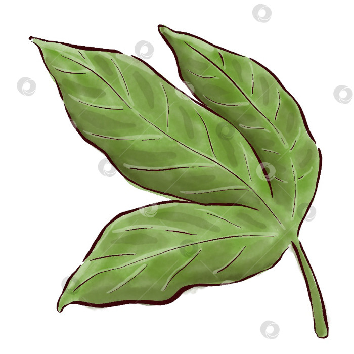 Скачать Пионы, цветы на белом фоне, цветочный элемент для дизайна, ботаническая векторная иллюстрация. Летний букет цветов фотосток Ozero