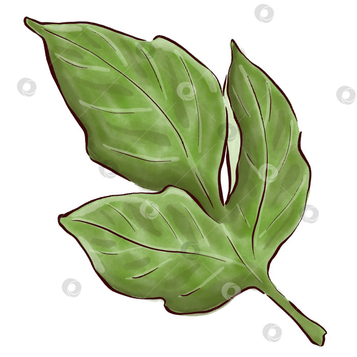 Скачать Пионы, цветы на белом фоне, цветочный элемент для дизайна, ботаническая векторная иллюстрация. Летний букет цветов фотосток Ozero