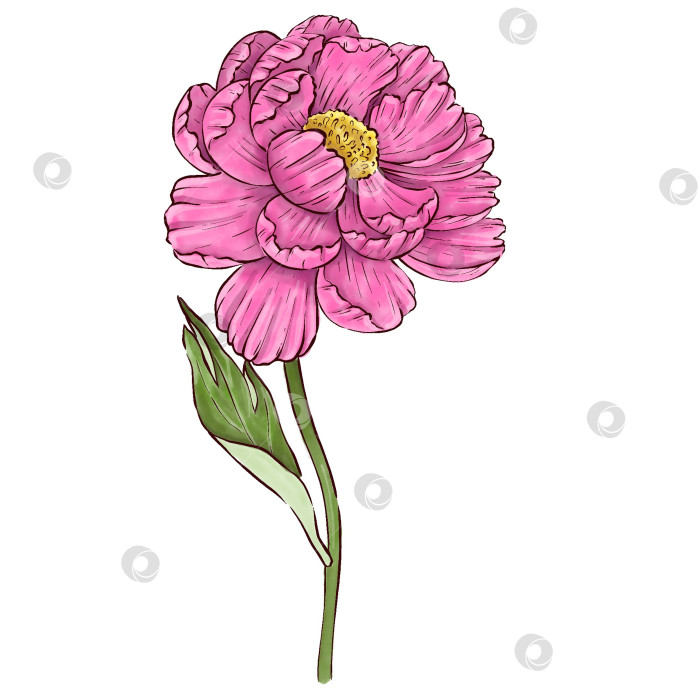 Скачать Пионы, цветы на белом фоне, цветочный элемент для дизайна, ботаническая векторная иллюстрация. Летний букет цветов фотосток Ozero
