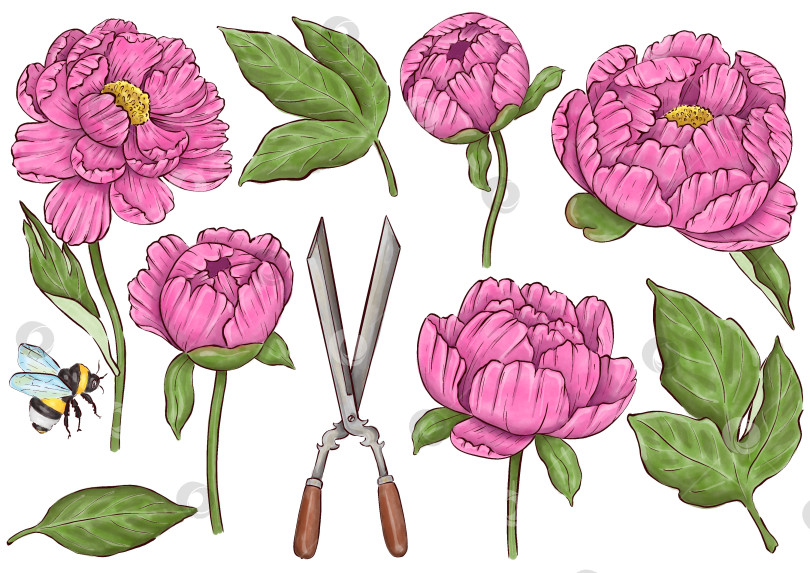 Скачать Пионы, цветы на белом фоне, цветочный элемент для дизайна, ботаническая векторная иллюстрация. Летний букет цветов фотосток Ozero