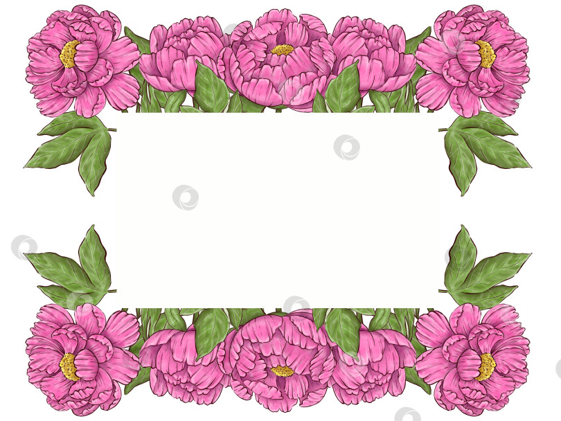 Скачать Пионы, цветы на белом фоне, цветочный элемент для дизайна, ботаническая векторная иллюстрация. Летний букет цветов фотосток Ozero