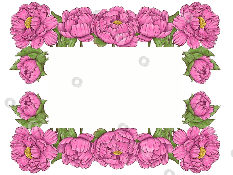 Скачать Пионы, цветы на белом фоне, цветочный элемент для дизайна, ботаническая векторная иллюстрация. Летний букет цветов фотосток Ozero