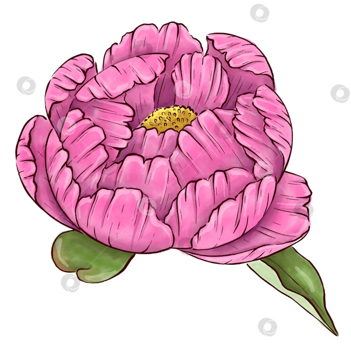 Скачать Пионы, цветы на белом фоне, цветочный элемент для дизайна, ботаническая векторная иллюстрация. Летний букет цветов фотосток Ozero