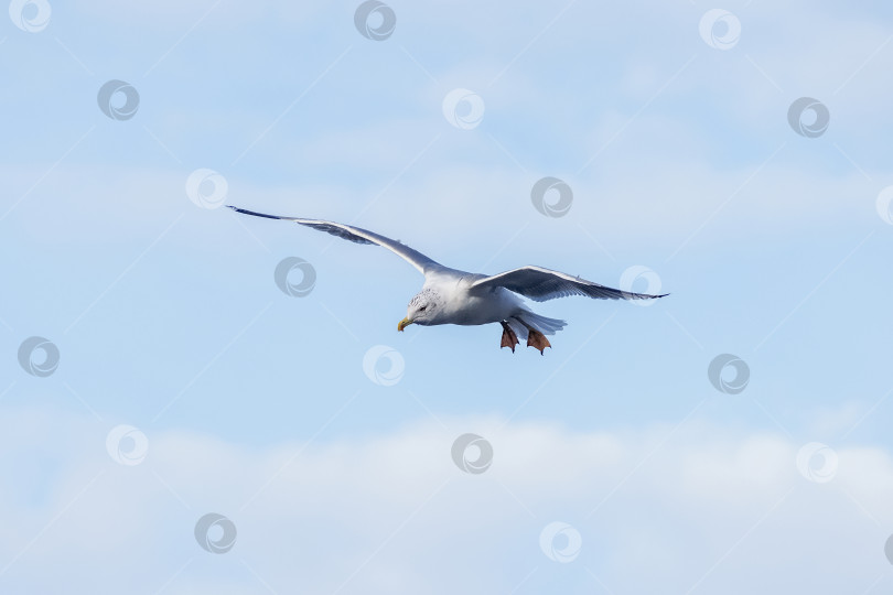 Скачать Серебристая чайка в полете. фотосток Ozero