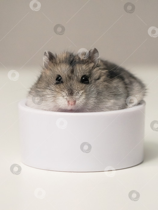 Скачать забавный и пугливый хомячок сидит в своей кормушке - круглой миске фотосток Ozero
