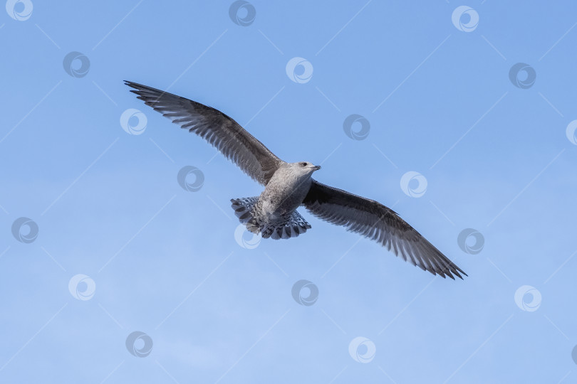 Скачать Полет двух чаек в голубом небе. фотосток Ozero