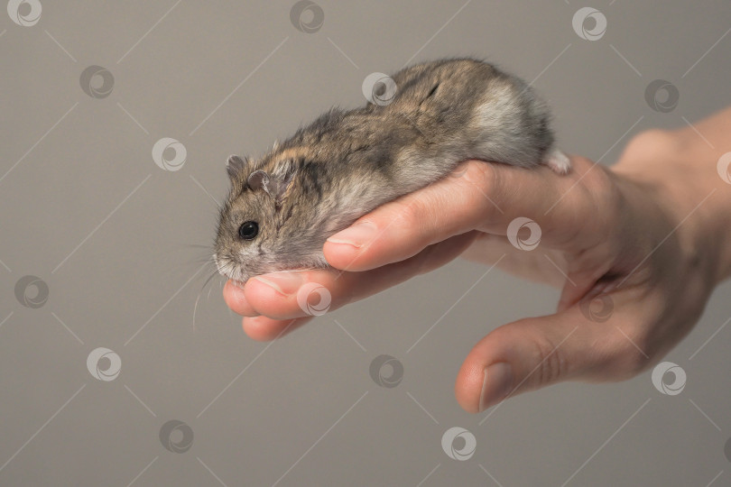 Скачать Крупным планом в руке человека изображено симпатичное маленькое животное. фотосток Ozero