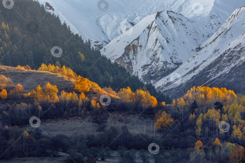 Скачать Горы покрыты снегом, а деревья оранжевые фотосток Ozero
