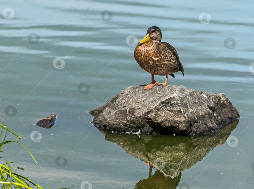 Скачать Утка стоит на камне у воды. фотосток Ozero