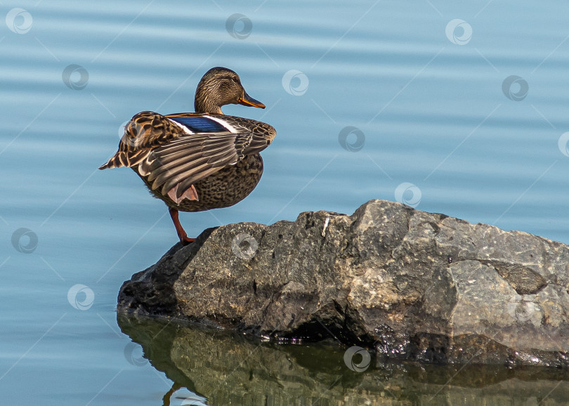 Скачать Утка стоит на камне у воды. фотосток Ozero
