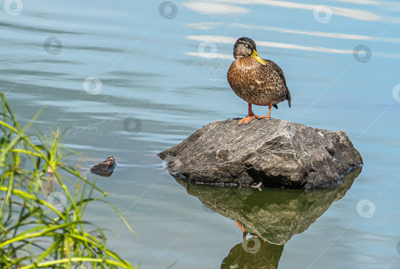 Скачать Утка стоит на камне у воды. фотосток Ozero