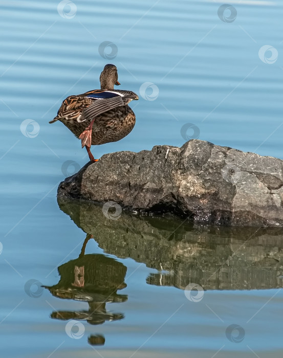 Скачать Утка стоит на камне у воды. фотосток Ozero