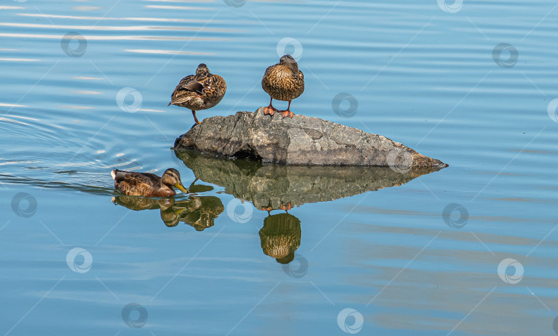 Скачать Утка стоит на камне у воды. фотосток Ozero