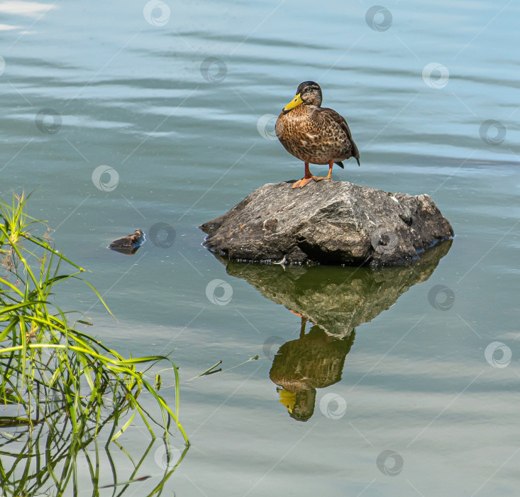 Скачать Утка стоит на камне у воды. фотосток Ozero