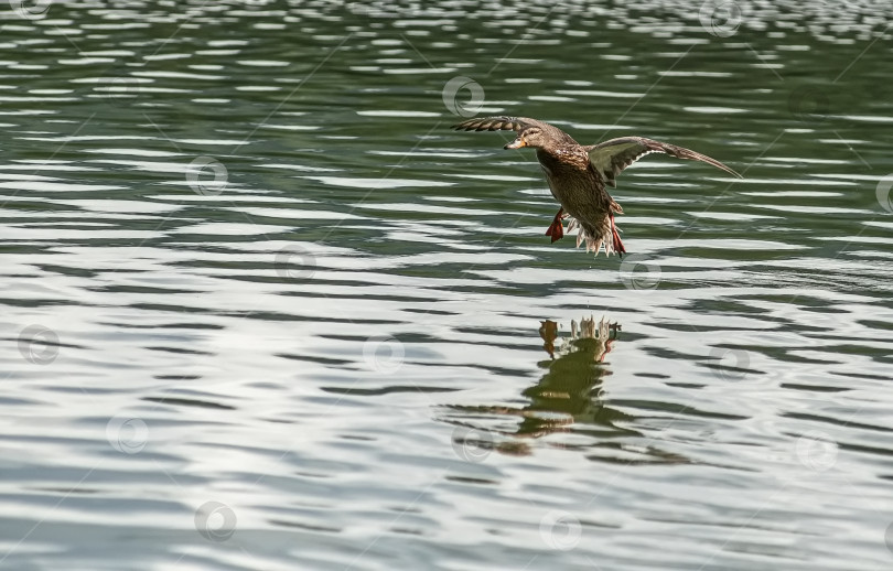 Скачать Утка в полёте над водой. Видны её крылья и отражение на поверхности воды. фотосток Ozero