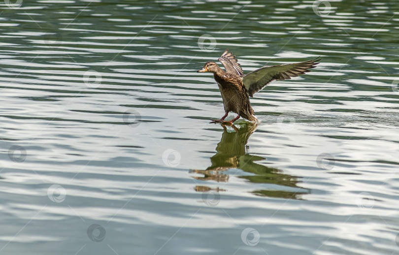 Скачать Утка с расправленными крыльями приземляется  на поверхность воды. фотосток Ozero