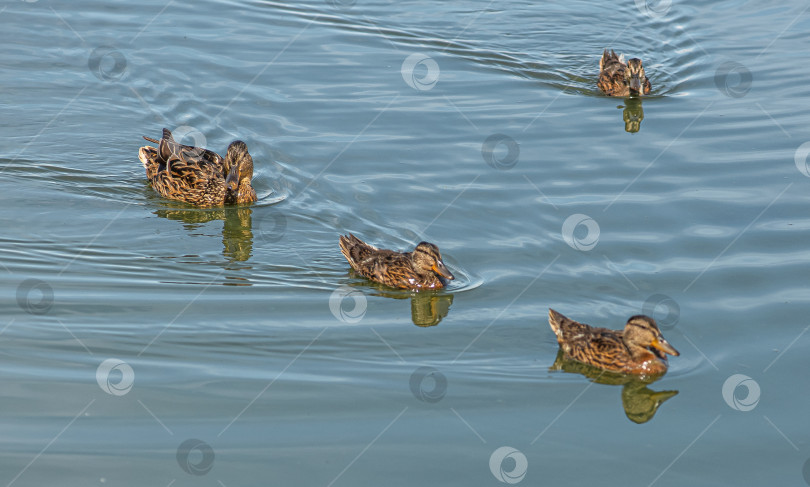 Скачать Четыре утки плавают в спокойной воде. Видны их отражения. Вода имеет голубой оттенок. фотосток Ozero