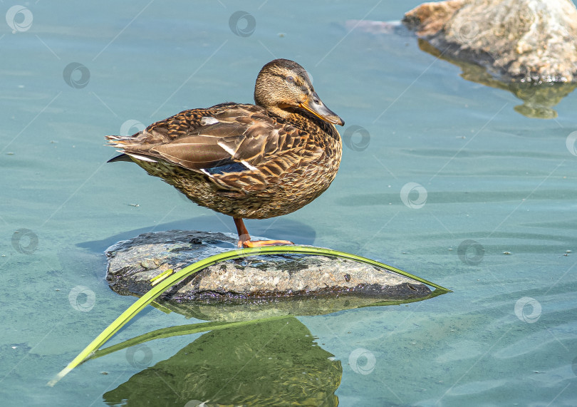 Скачать Утка стоит на камне у воды. фотосток Ozero